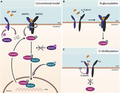 The Role of BMP Signaling in Endothelial Heterogeneity